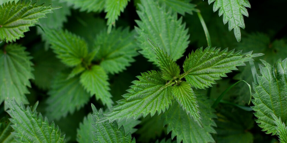 reuzel-grooming-tonic6