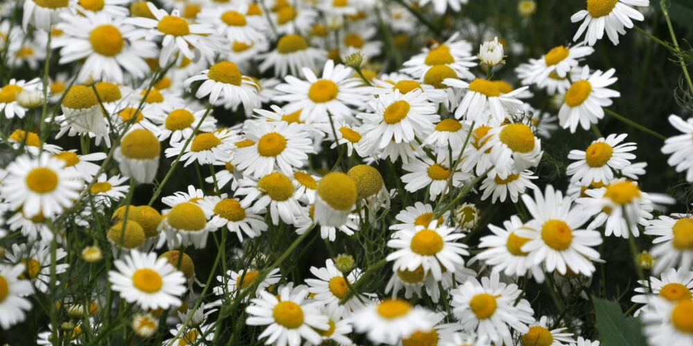 Rasierseife The Brave8