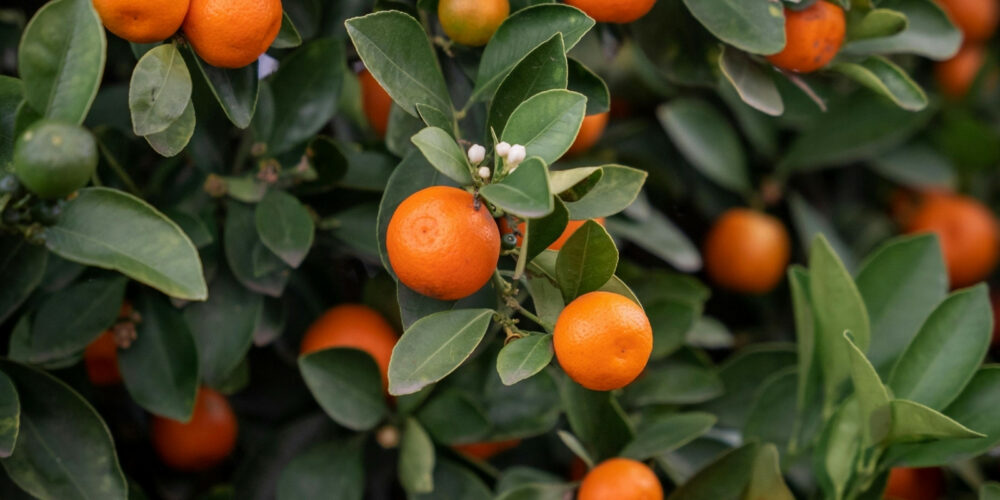 Körperseife Mandarin & Green Tea5